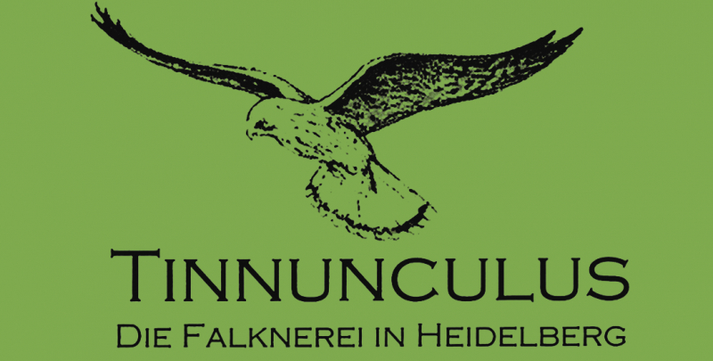 Falknerei Tinnunculus Heidelberg